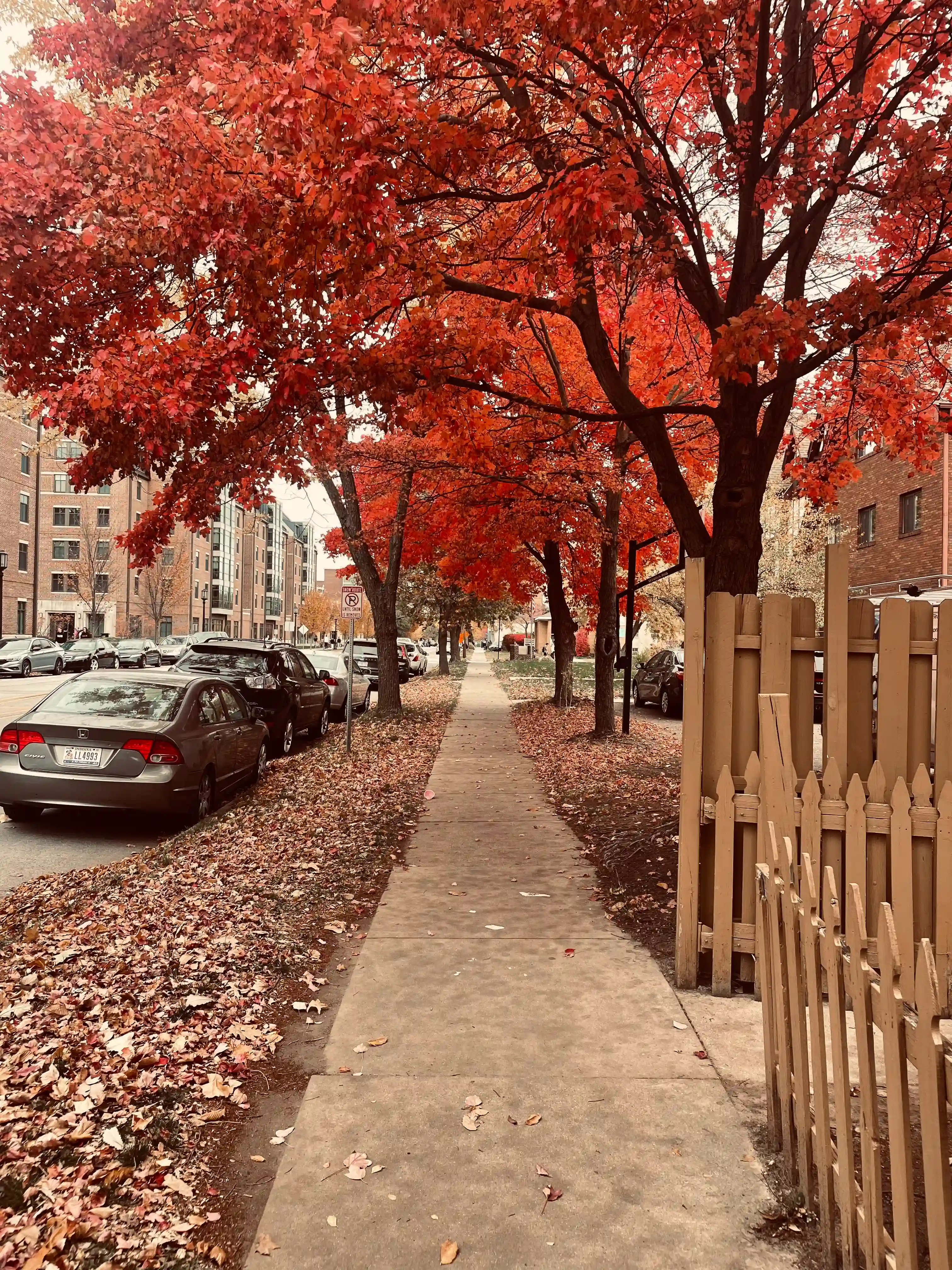 An image of fall; in the foreground of the image, there is a sidewalk with a fence to the right. To the left, there are leaves in the grass and a parked car. Near the top of the image, there are trees with vibrant red leaves.