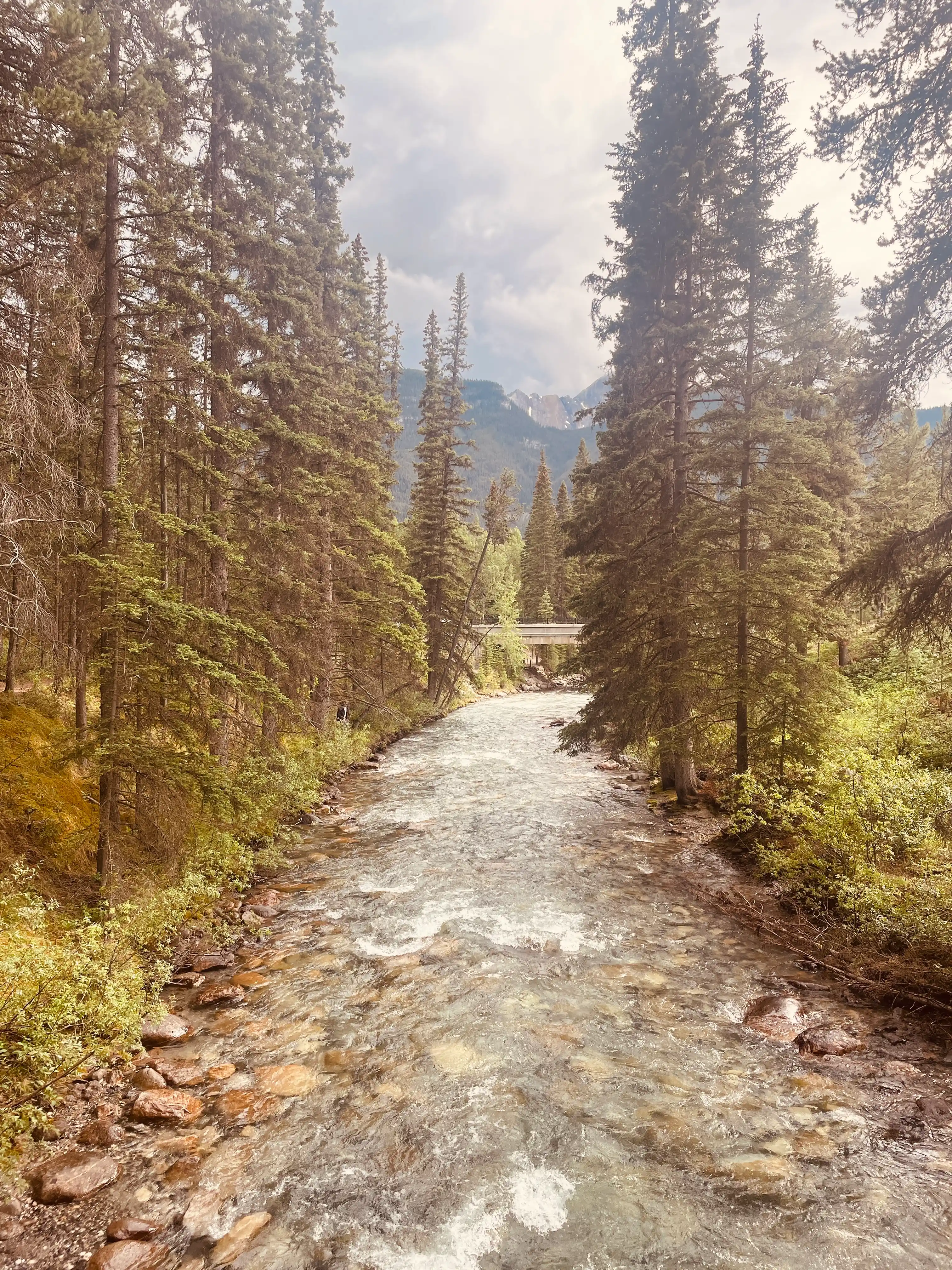 A scenic view of Johnstone Creek near Johnstone Canyon; the creek occupies the center of the image and is surrounded on either side by tall evergreen trees; some shrubs are visible in the foreground. In the background, a crossing over the creek is visible.