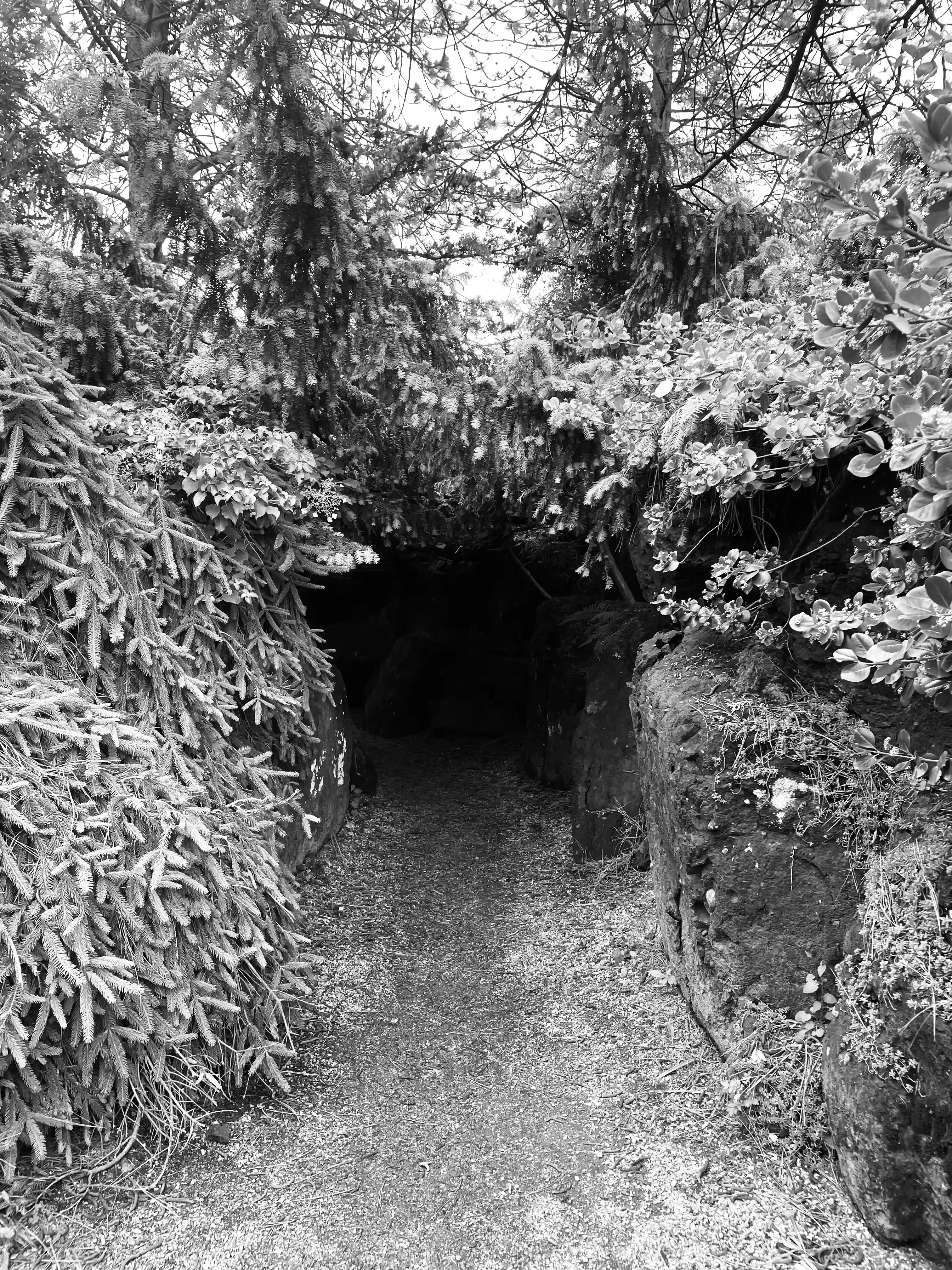 A black and white image of a manmade above-ground tunnel through shrubbery in the VanDusen Botanical Gardens; there is foliage to the left and right of the tunnel, which is constructed mostly out of stone