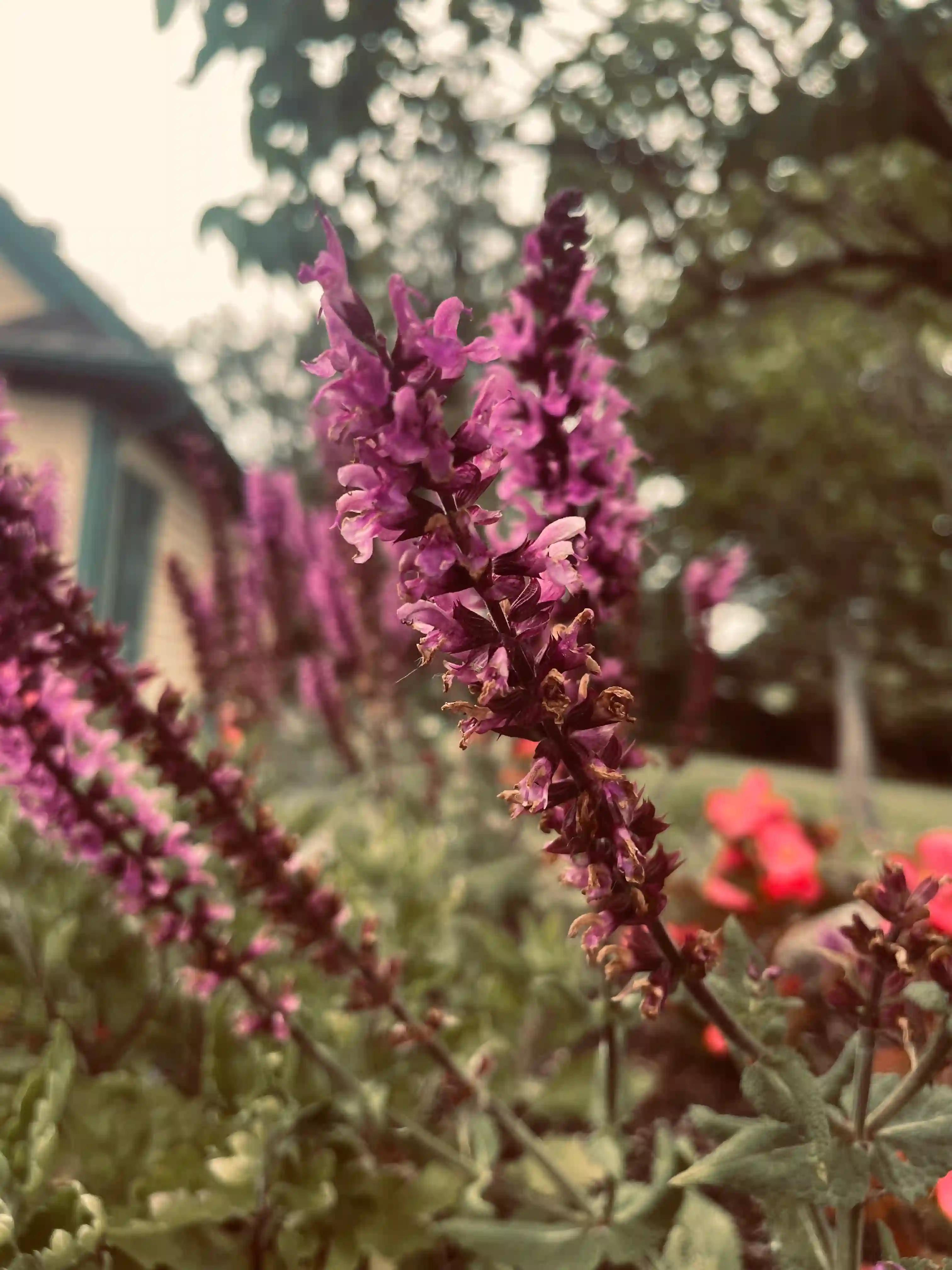 Sage flowers within a garden; background of image is composed of part of a tree and the sky. There are some grasses and other flowers in the background.