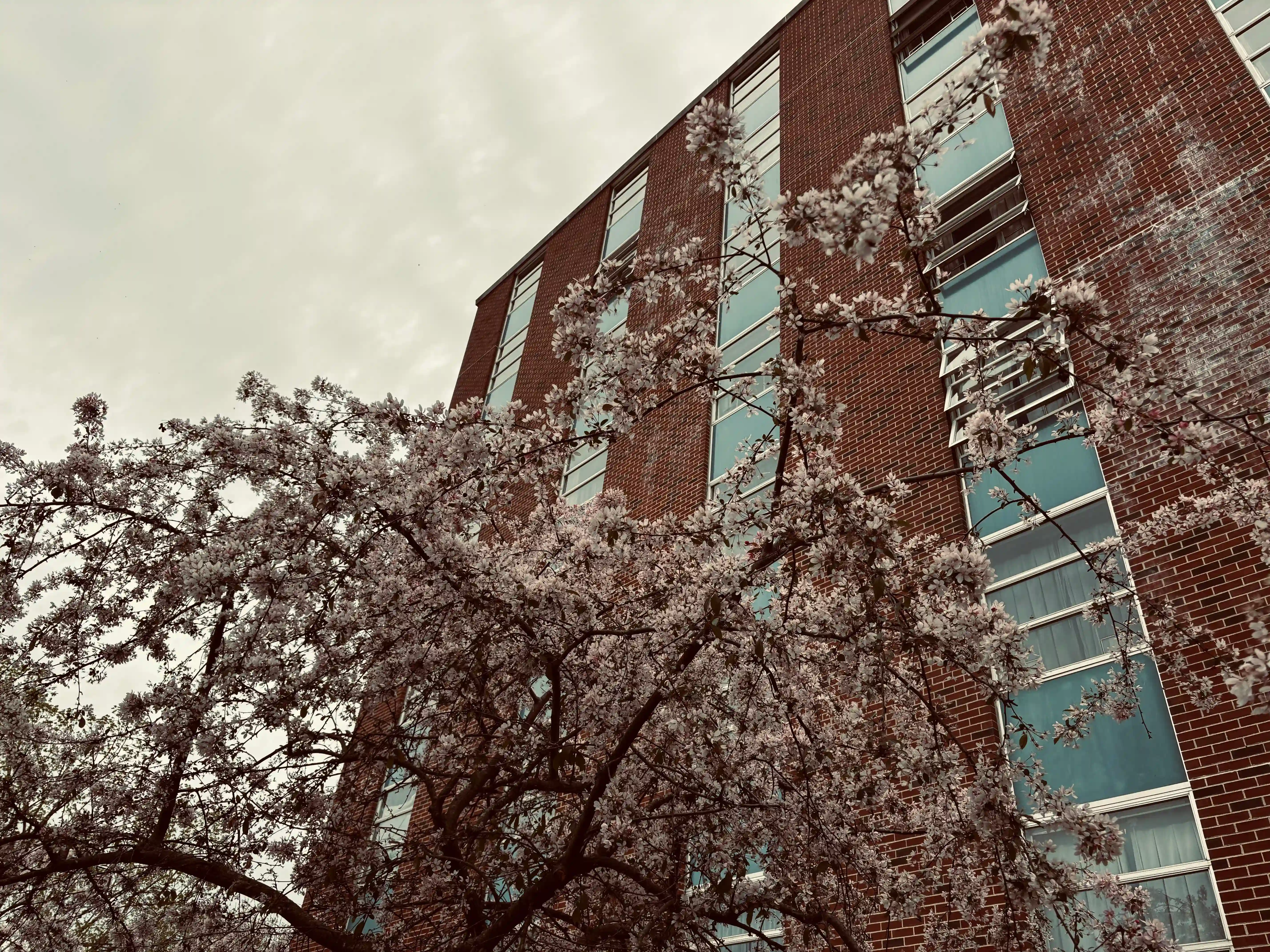 The North side of Harrison Hall from outside; the building towers across the right side of the image dramatically. In the foreground, there are flowering trees partially obscuring the lower left of the building. To the top left, a dreary grey sky is seen.