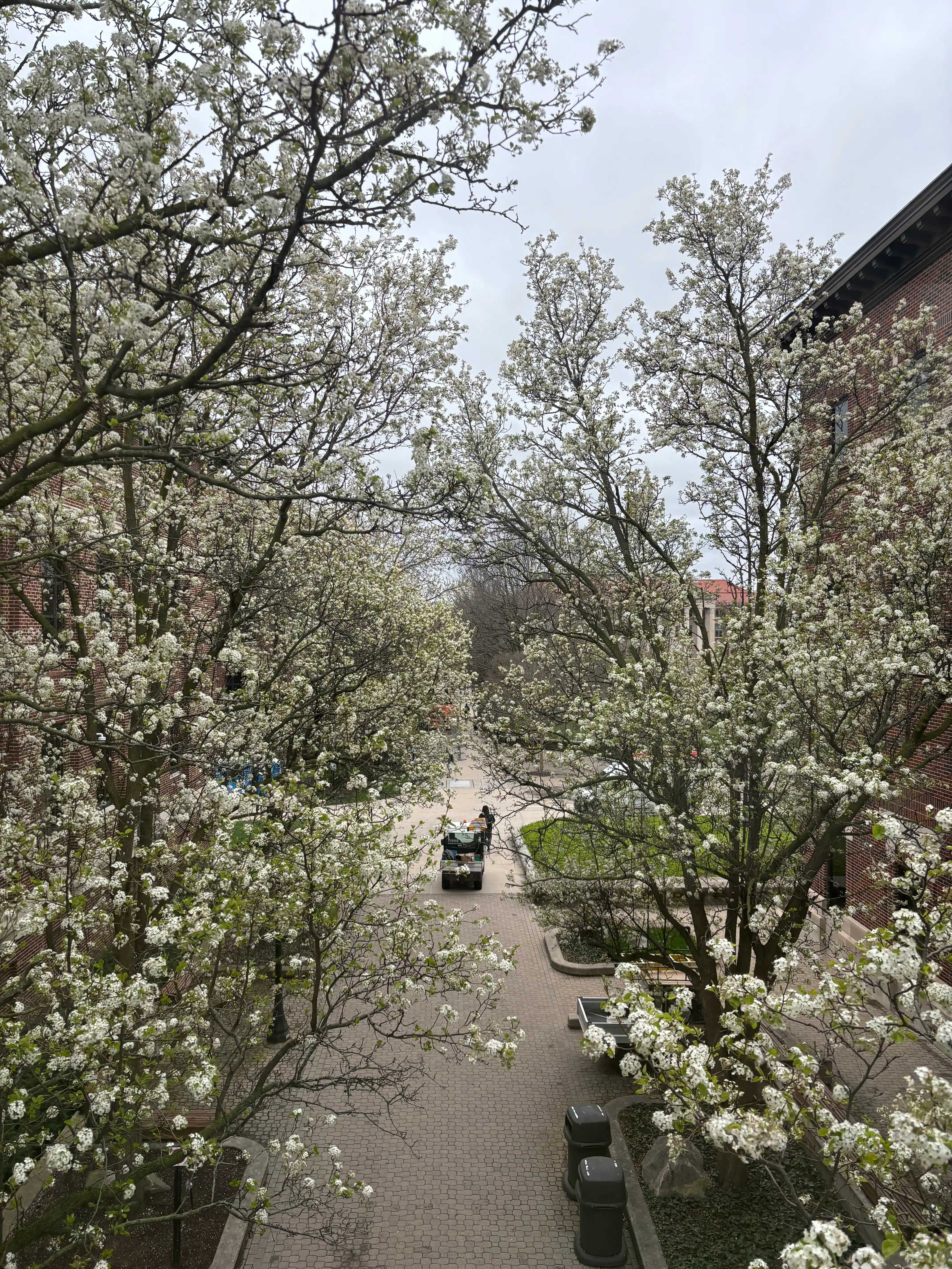 View of the Engineering Mall from the skybridge between PHYS and MSEE. There are flowering trees blossoming in the foreground. Below, once can see a path leading towards the Engineering fountain on which a golf cart is being driven.