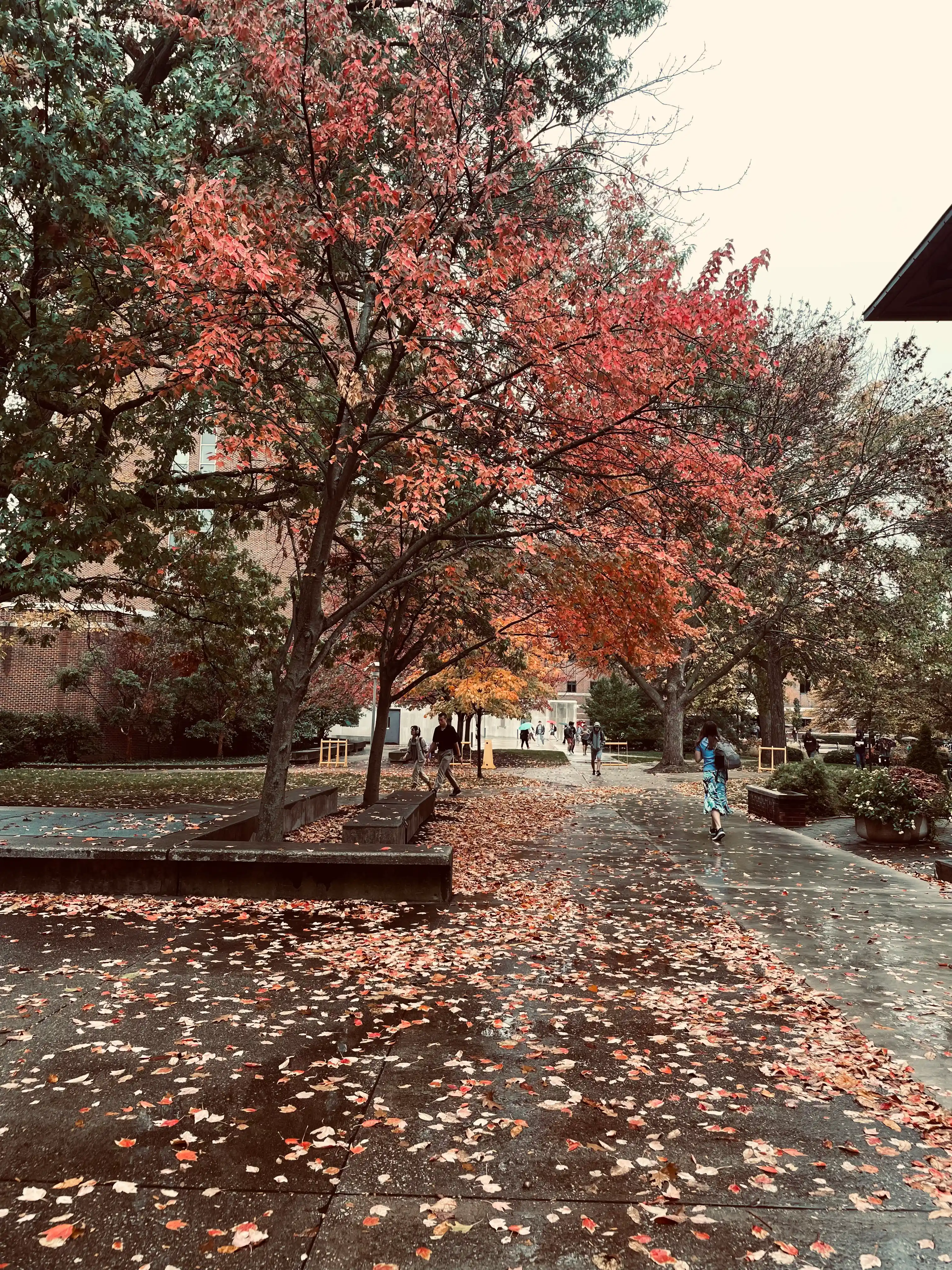 An image of fall; there are leaves strewn across wet concrete ground below trees.